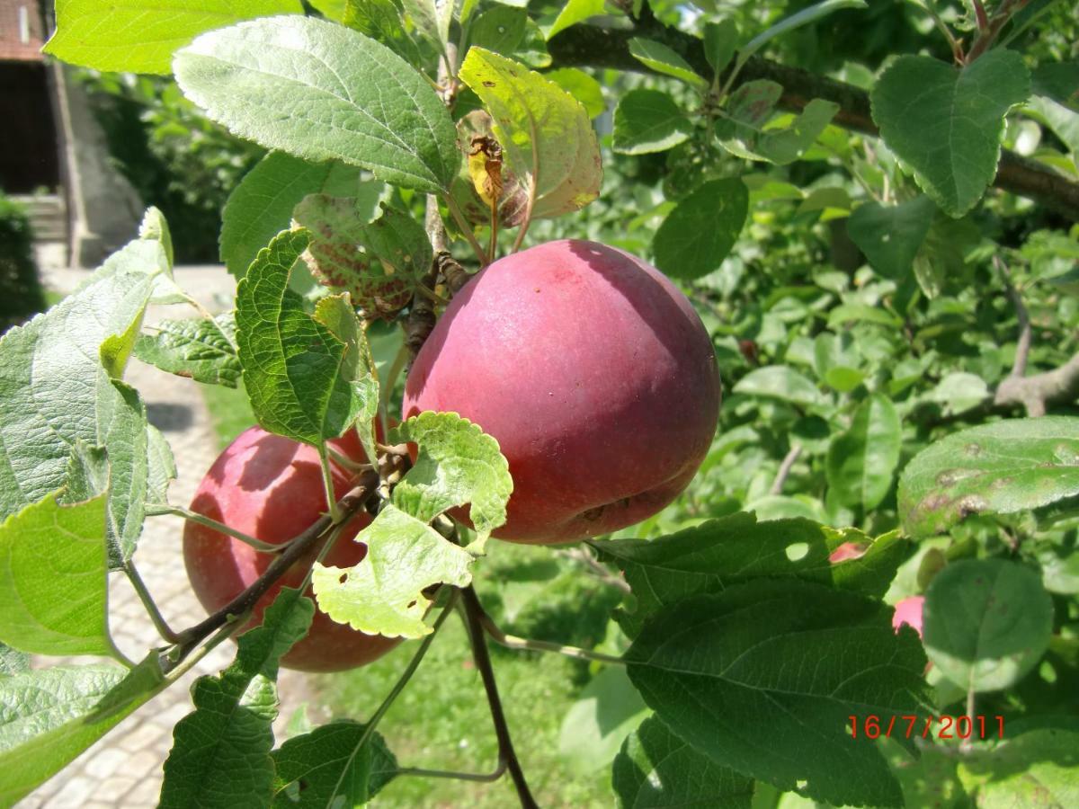Agroturystyka Burylowka Osiecznica Екстер'єр фото