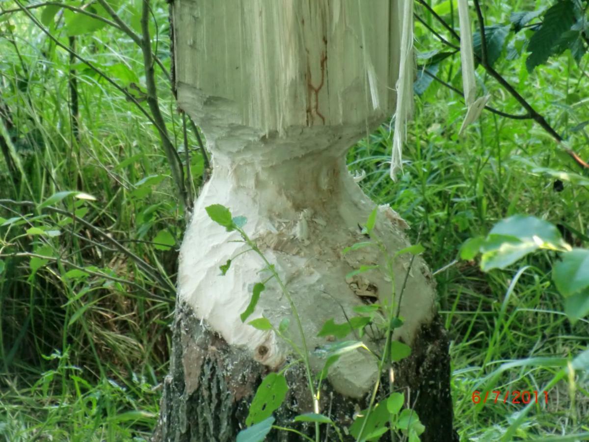 Agroturystyka Burylowka Osiecznica Екстер'єр фото